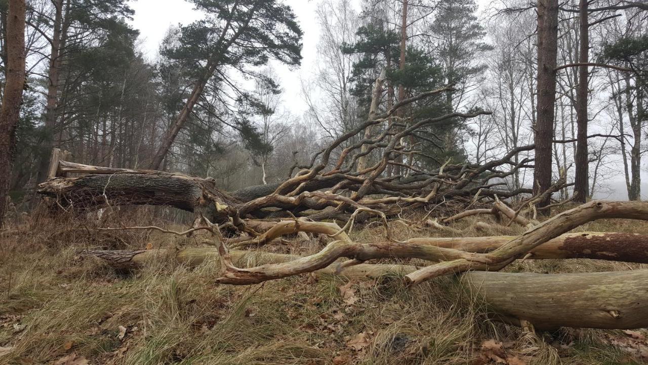 Slowinskie Widoki Domki Flora, Fauna, Noclegi Smoldzinski Las Extérieur photo